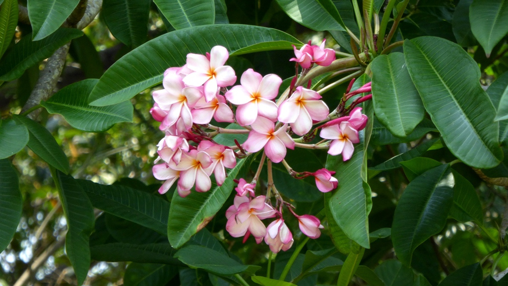 Blütenpracht empfängt uns