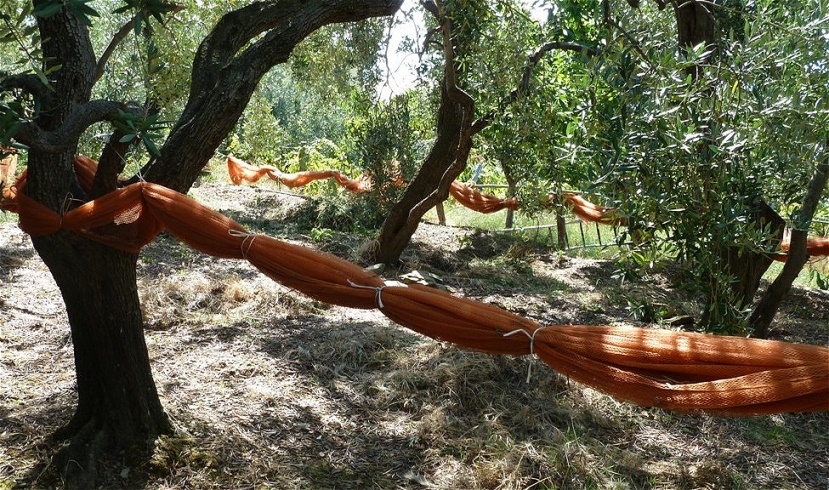Bereit für die Olivenernte