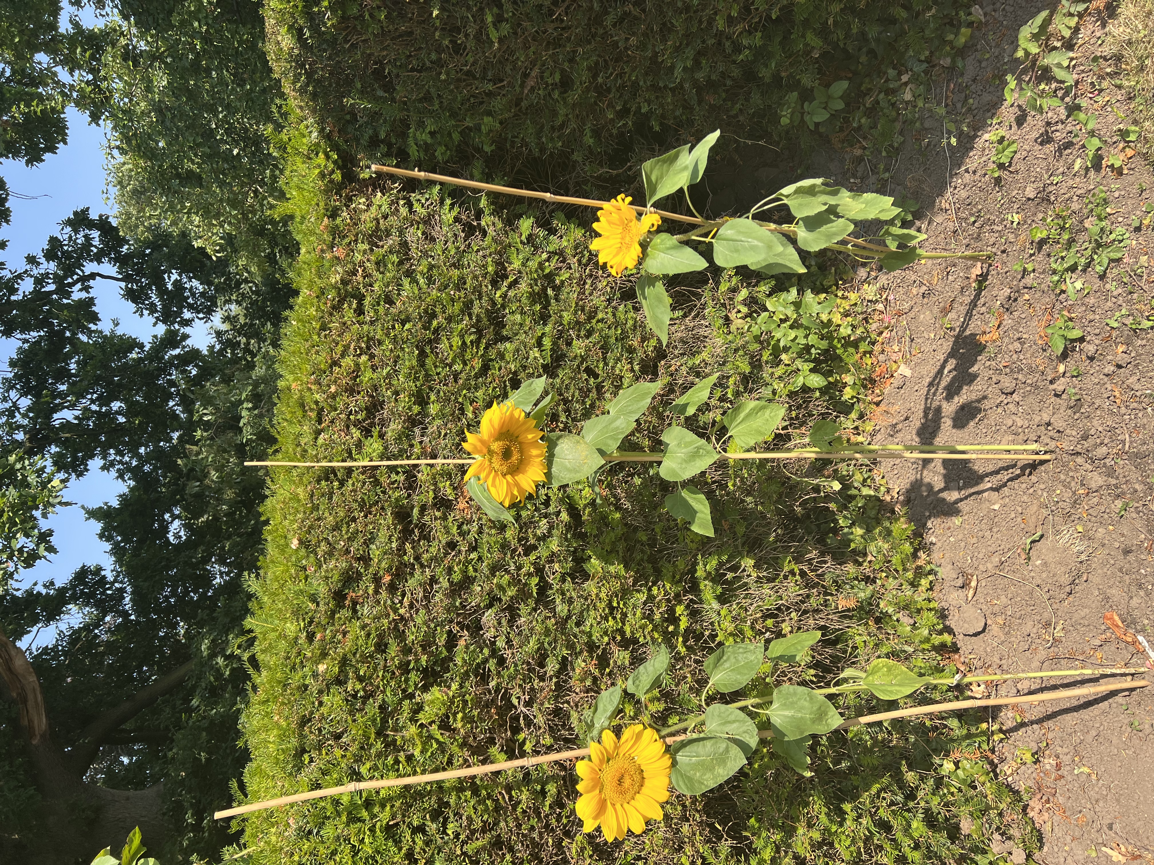 Progress of Our Sunflowers - July 2022