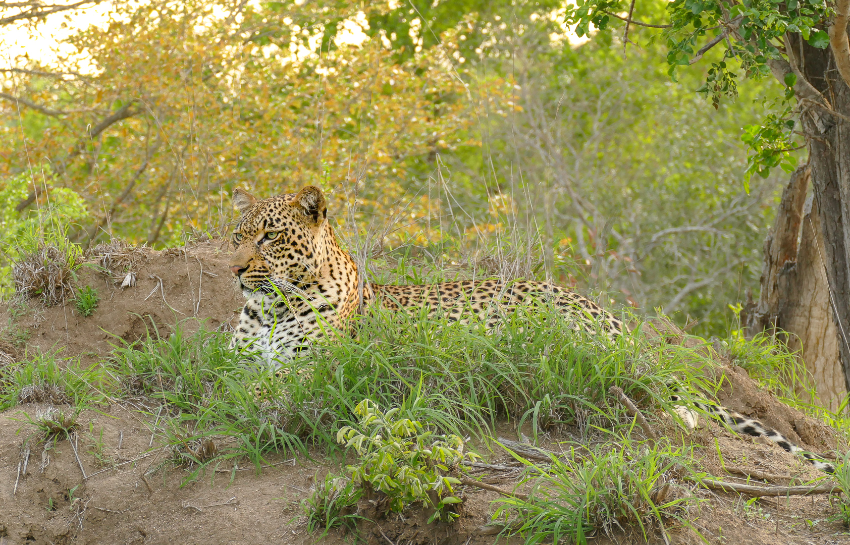1st Place: Kruger Leopard 2 (John Gainham)