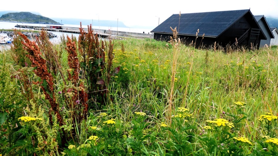 Natur pur auf der Insel Giske