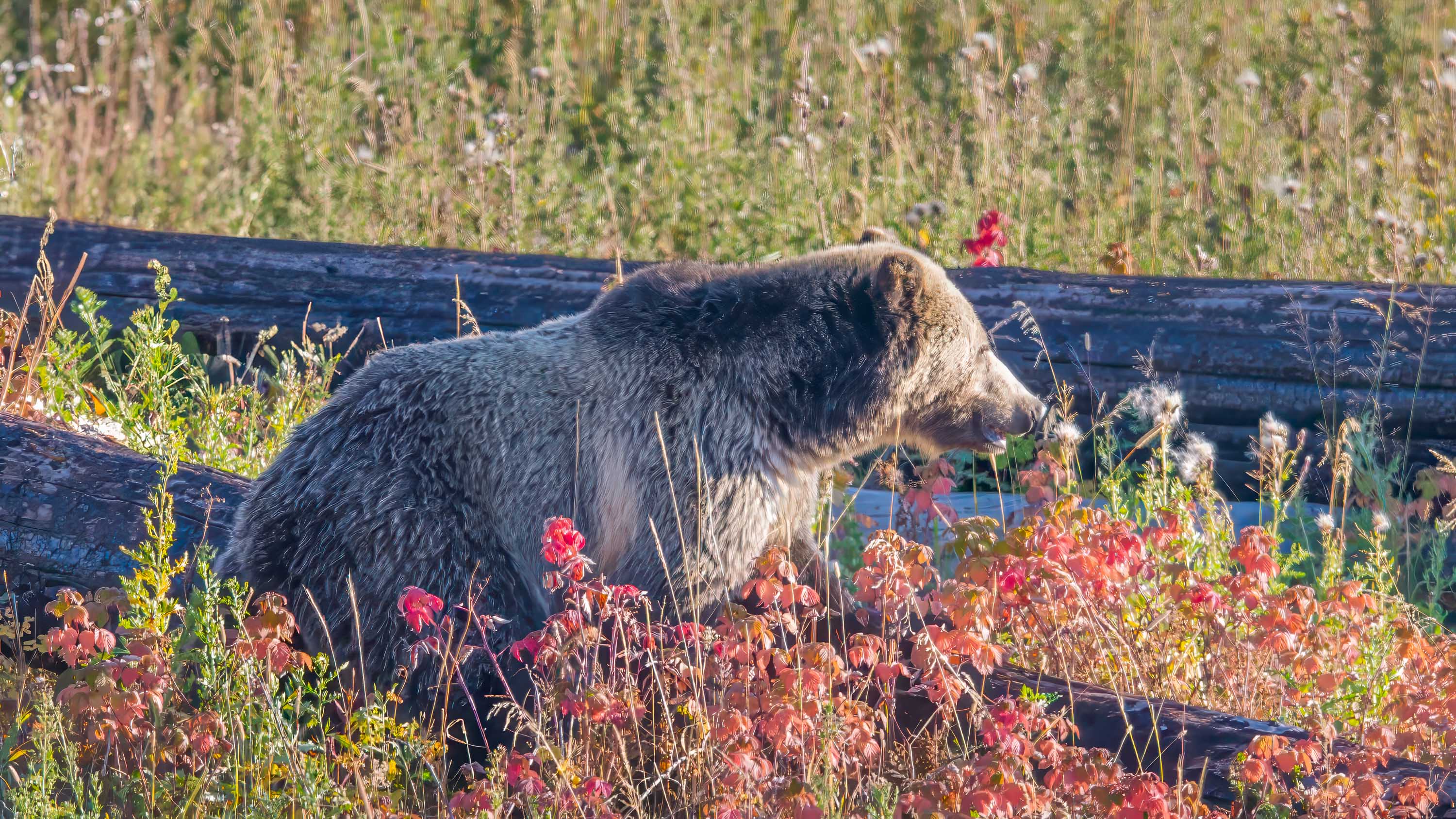 https://0501.nccdn.net/4_2/000/000/05a/a3f/web_yellowstone-tetons-57.jpg