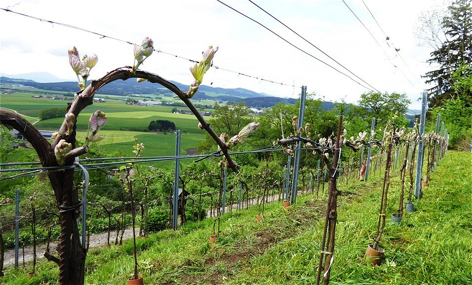 Rebenreihe - Südhang