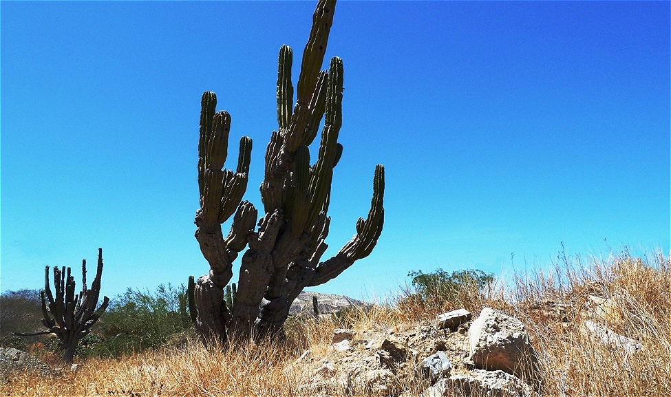 Säulenkakteen am Wegrand
Sie trotzen Wind und Wetter.