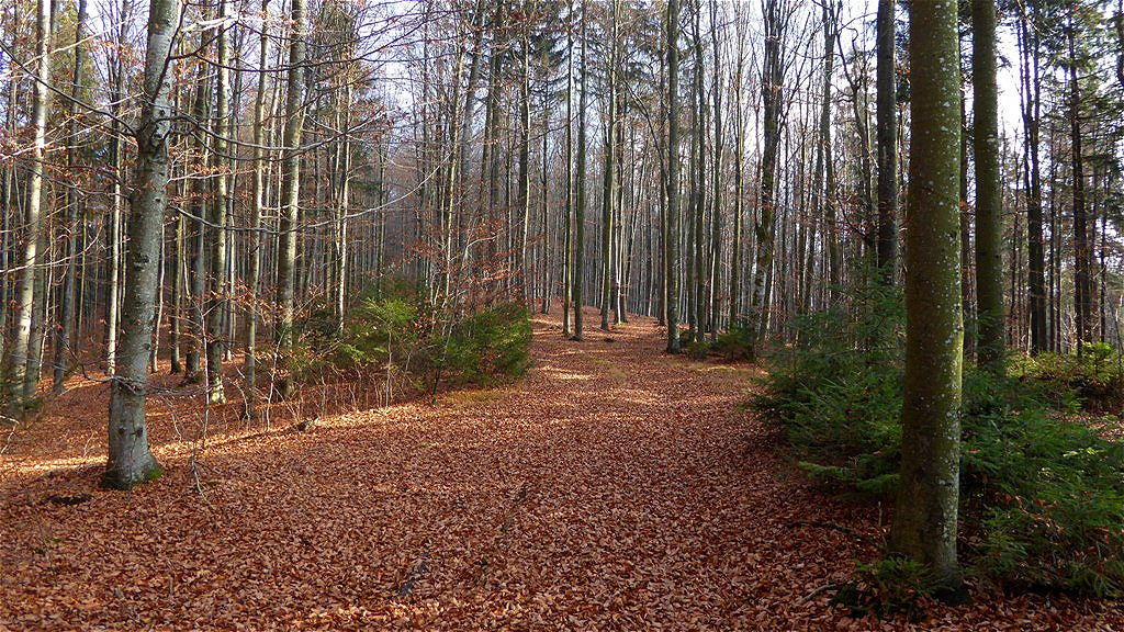 Hinauf zur Wienerhöhe