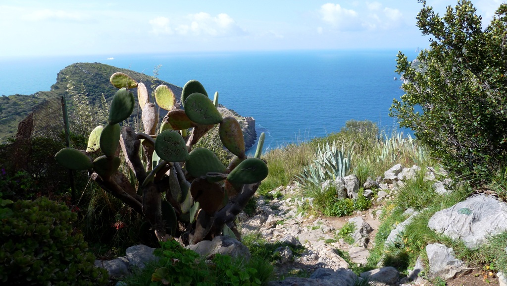 "Ohrwaschlkaktus" - Feigenkaktus