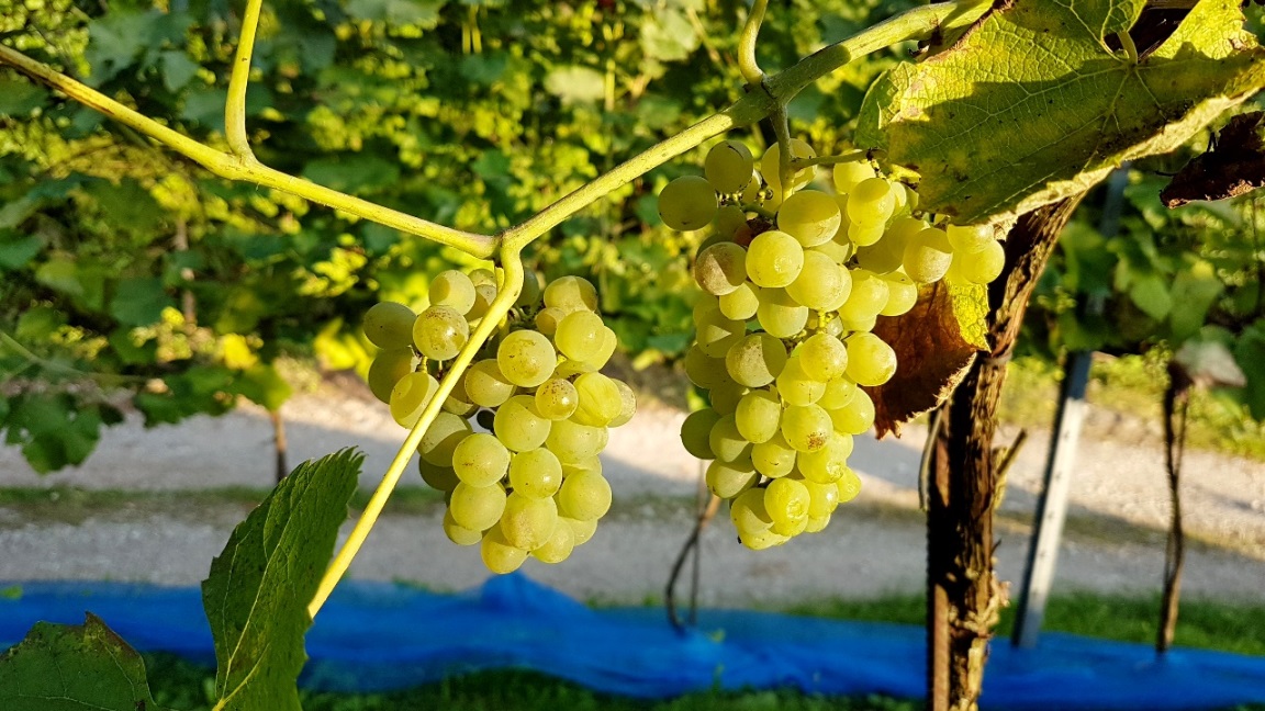 Goldgelbe Trauben der Solaris-Rebe