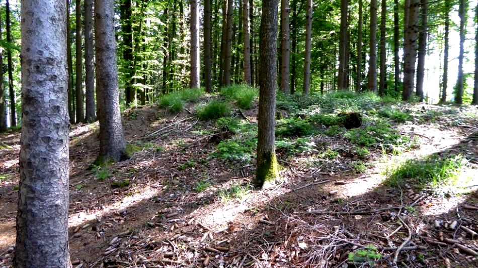 Die Hügelform könnte auf ein Hügelgrab hinweisen