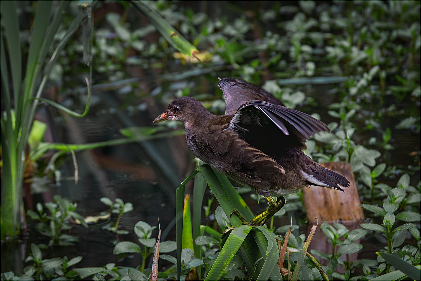 Commended: Ready to Fly (Tony Davey)