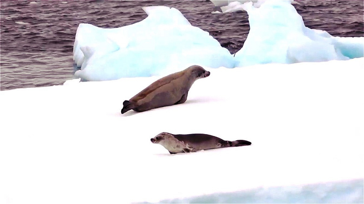 Weddellrobben