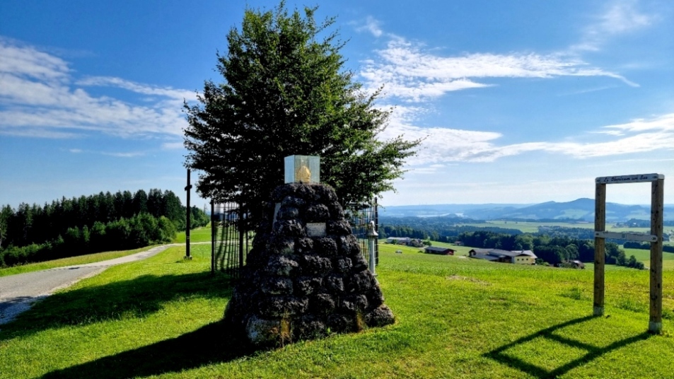 Die neu gepflanzte Kaiserbuche