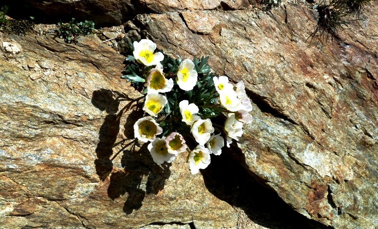Gletscher Hahnenfuß
