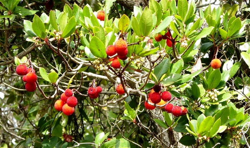 Reife, wohlschmeckende Früchte des Erdbeerbaumes