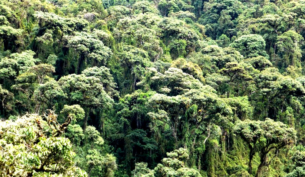 Blick auf das Blätterdach