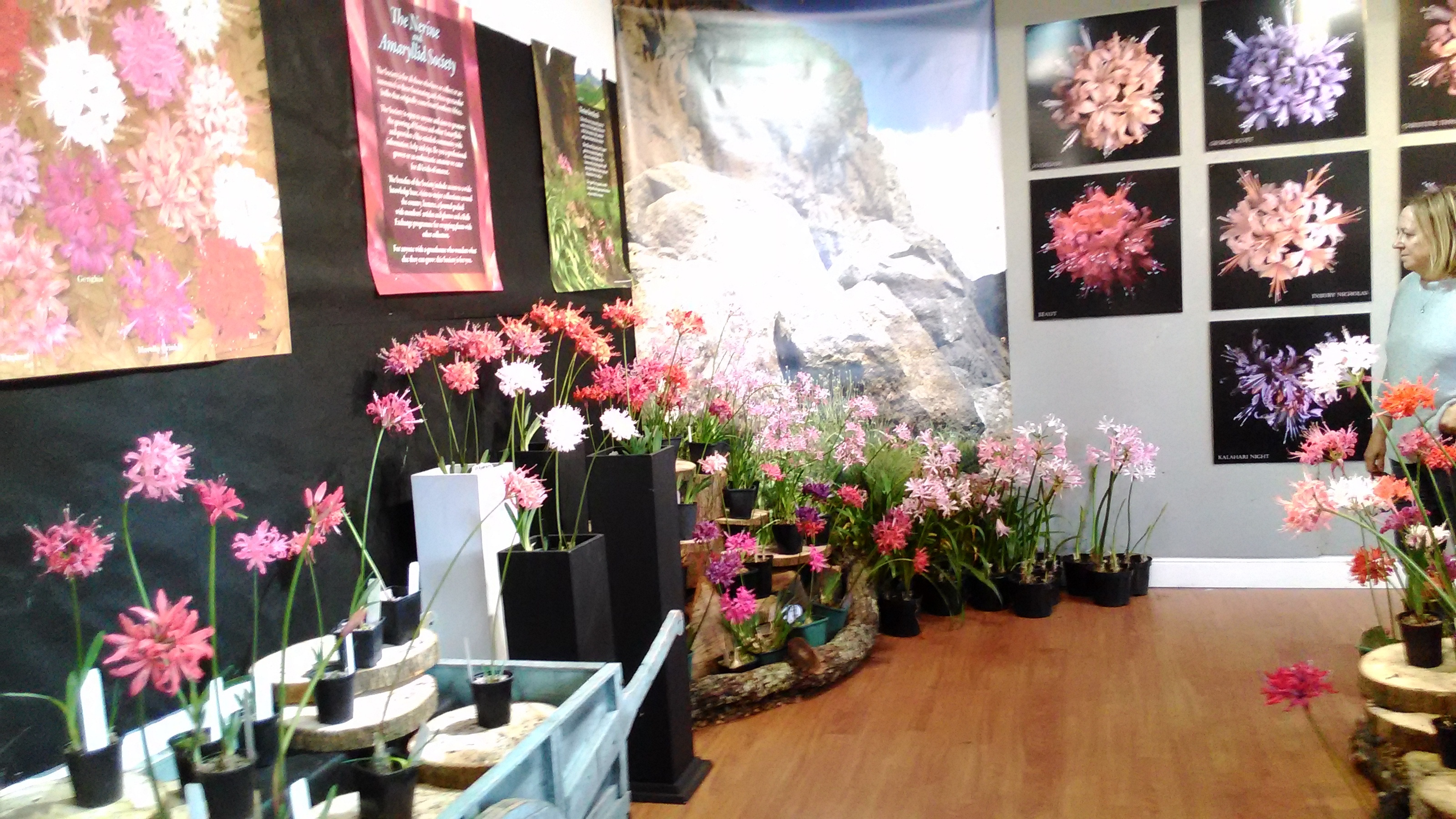 N. sarniensis and hardy nerines displayed in front of posters  and superb photos.