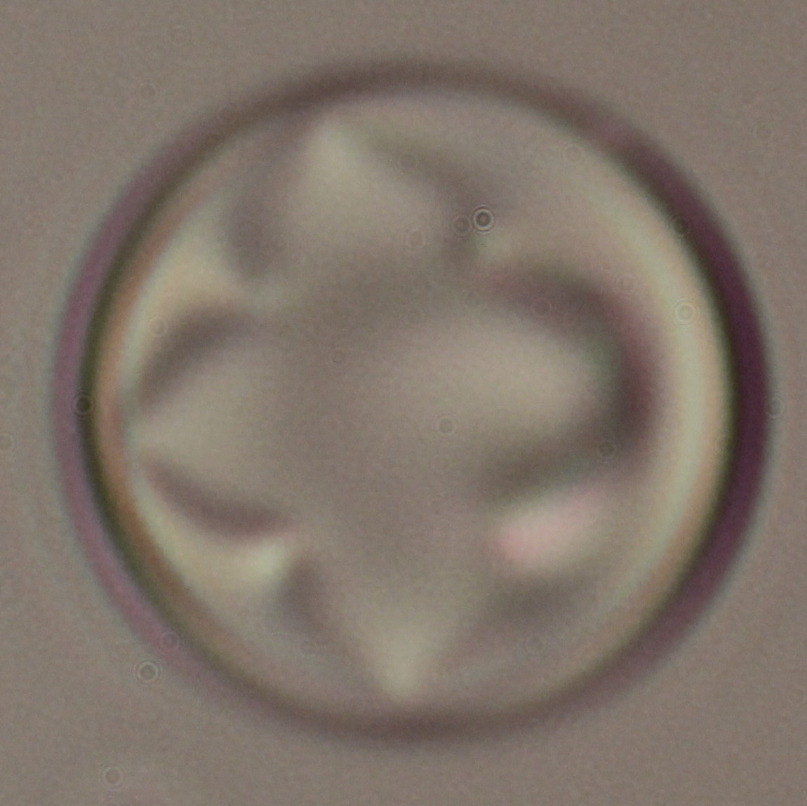 Point defects in a chiral nematic droplets, organised in a string-like array.