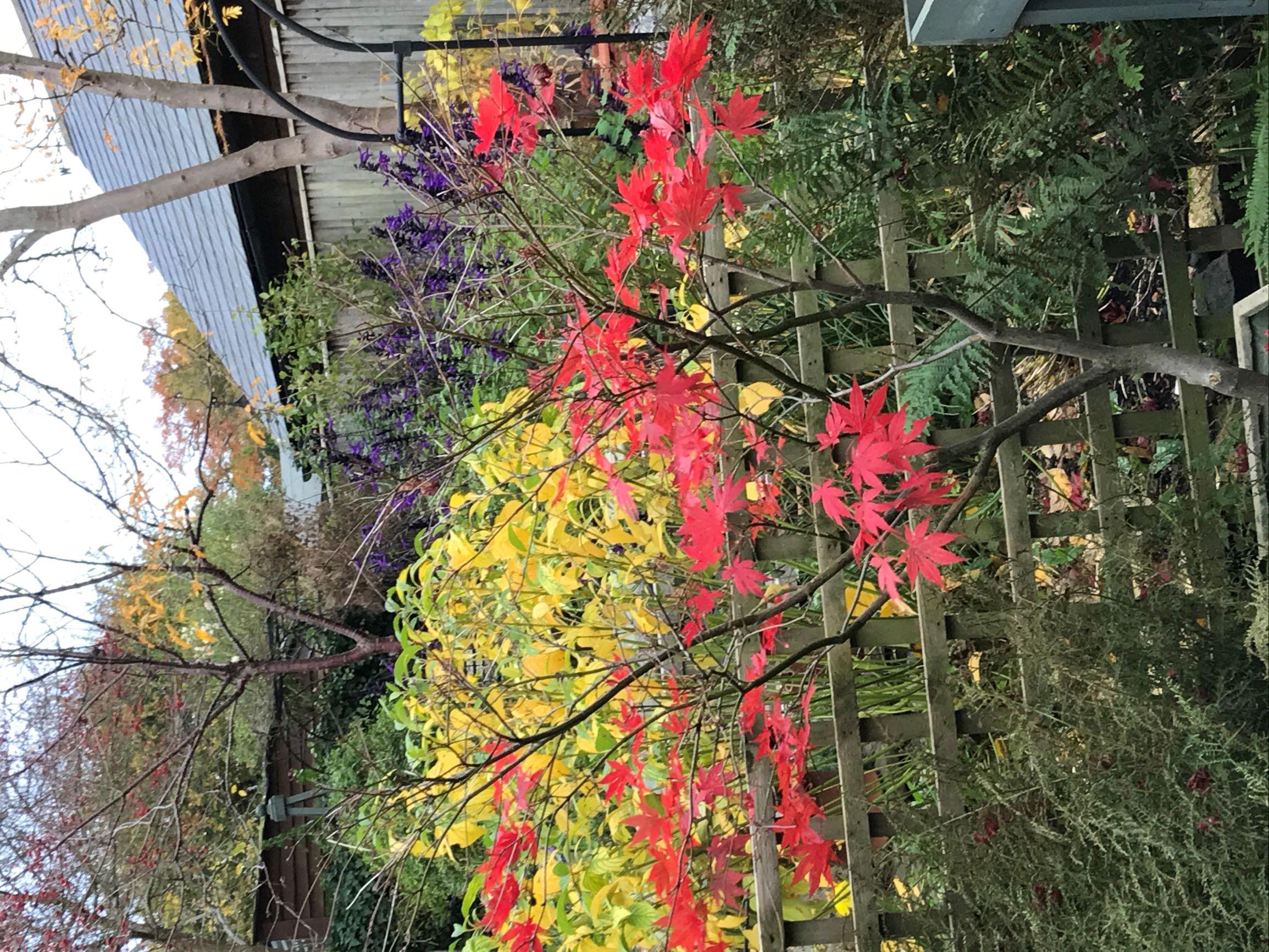 Autumn colours in Sheelagh's garden