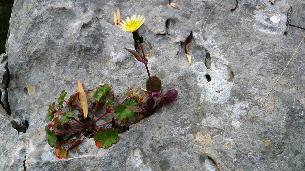Wunder der Natur - Leben auf kleinstem Raum !