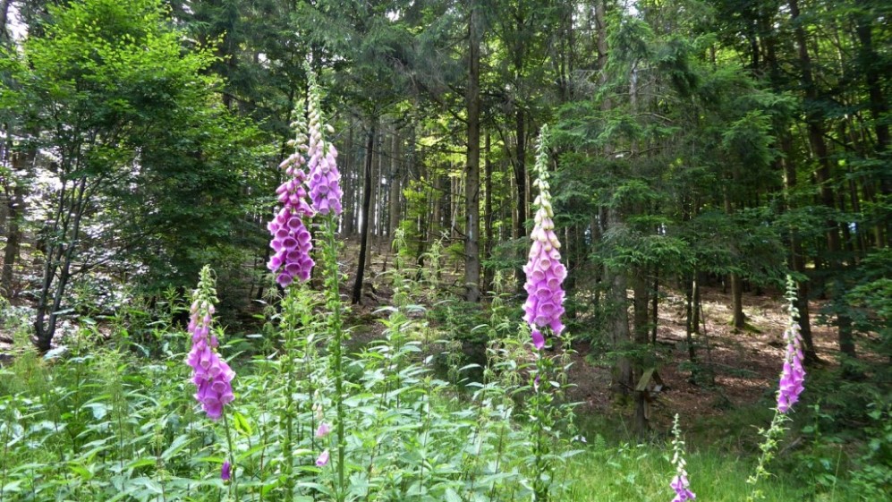 8. Juli 2020 - Weißenbach - Fingerhutblüte