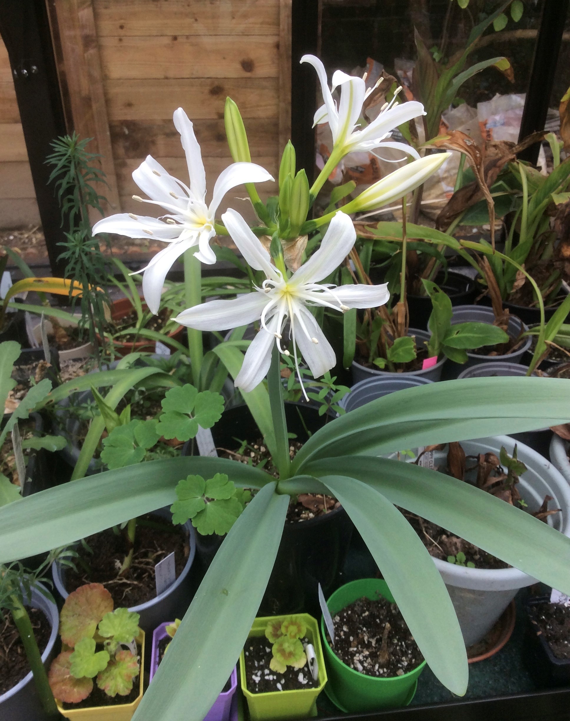 9. Pancratium illyricum