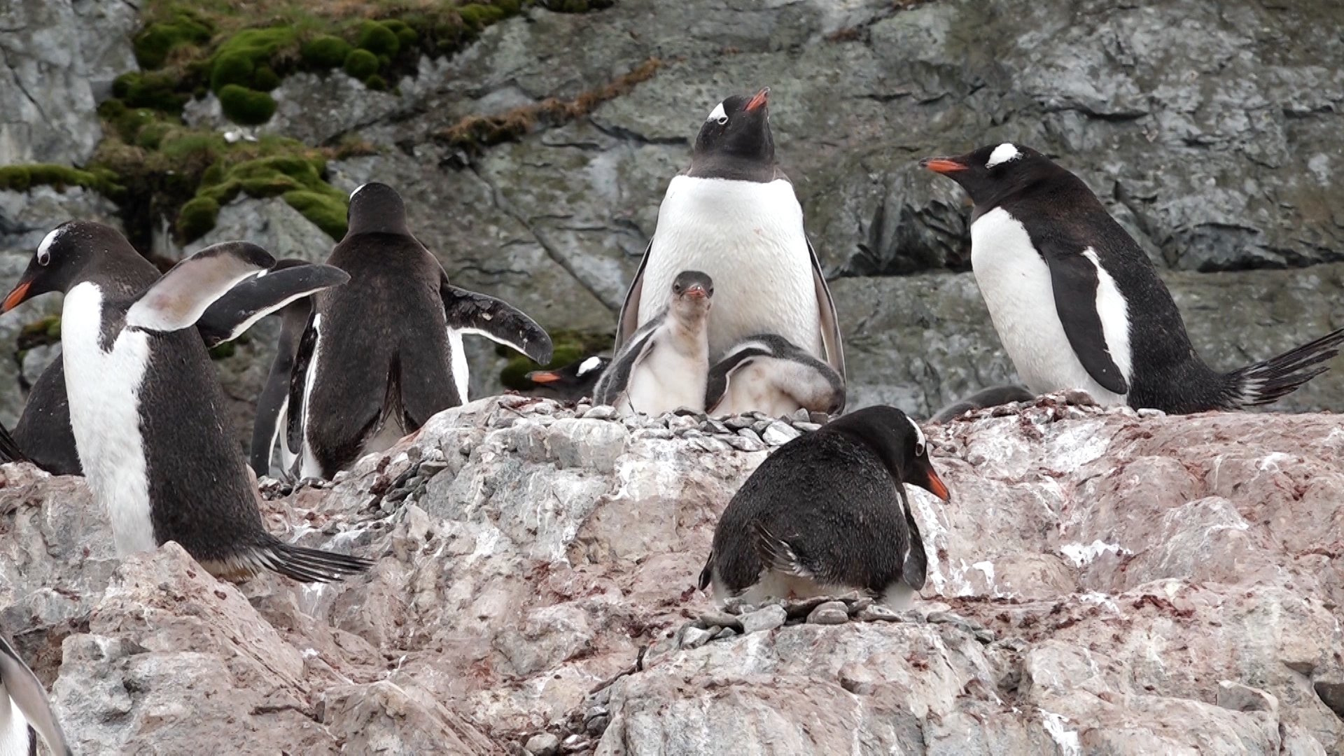 Brutvorteil - Je höher oben das Nest liegt, umso früher schlüpfen die Jungen !
