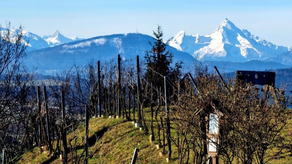 Weingarten - Osthang