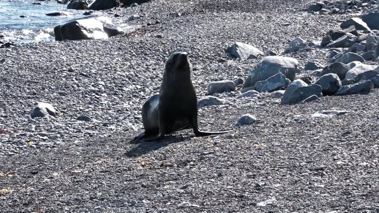 Neugieriger antarktischer Seebär 