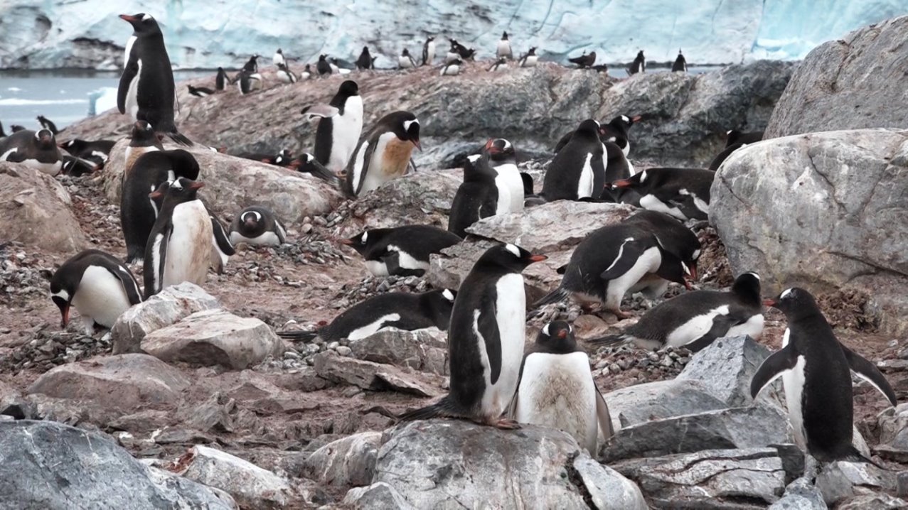 Reges Treiben in der Brutkolonie
