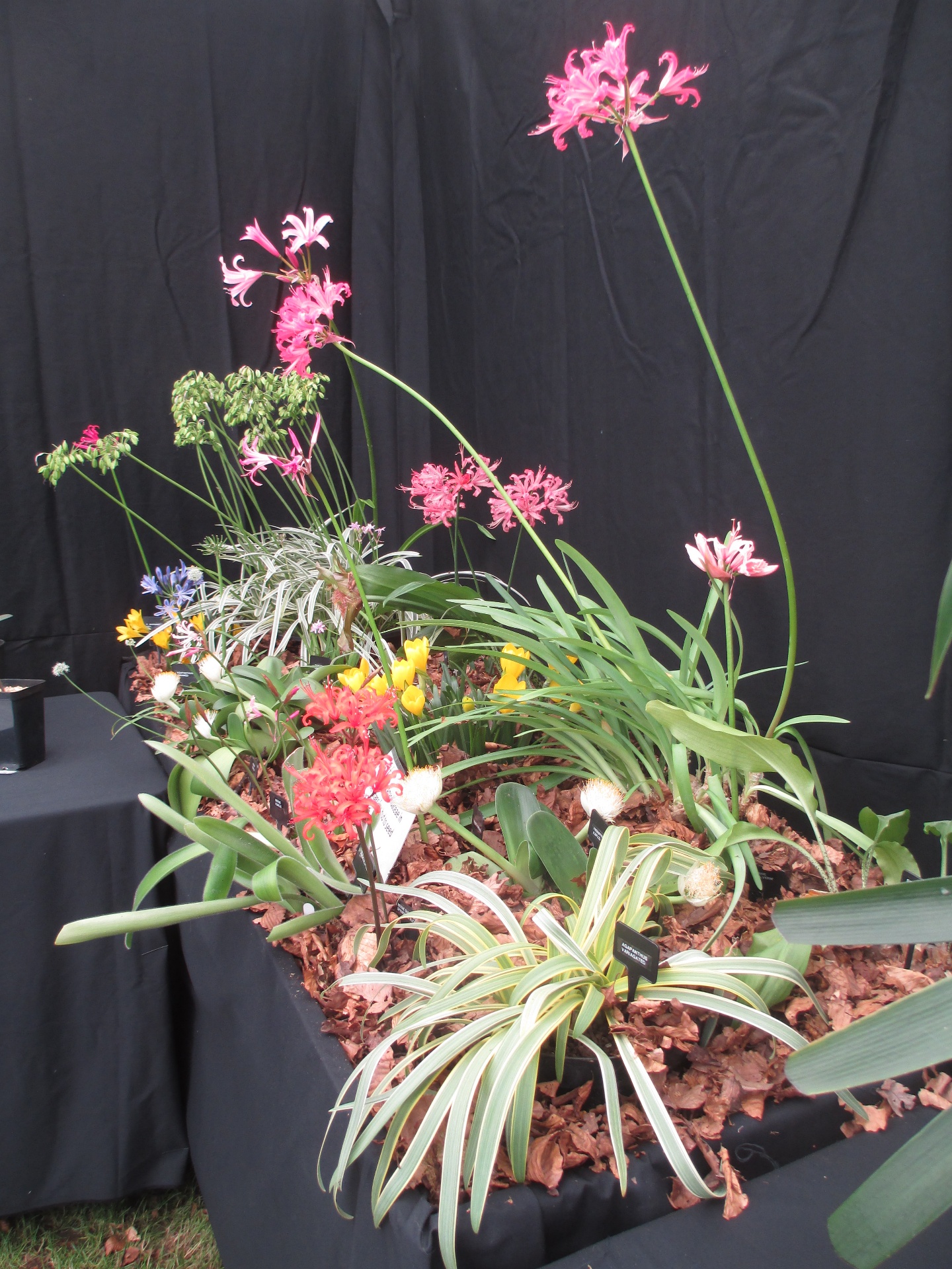 Display including other Amaryllids as well as Nerines.