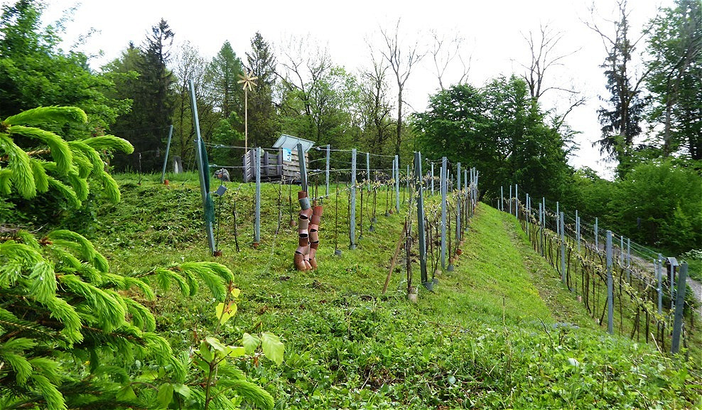 Der Weingarten fertig "frisiert