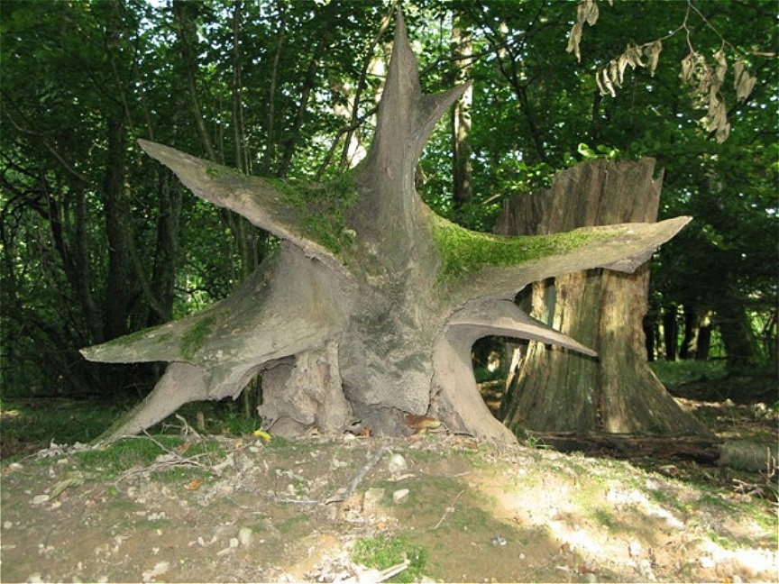 Wurzelstock einer alten Eiche