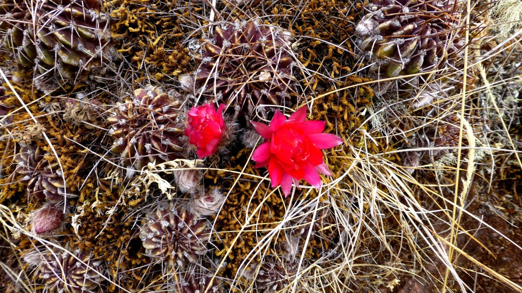 Kaktusblüte