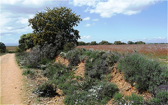 Einsamer Weg in Richtung Astorga
