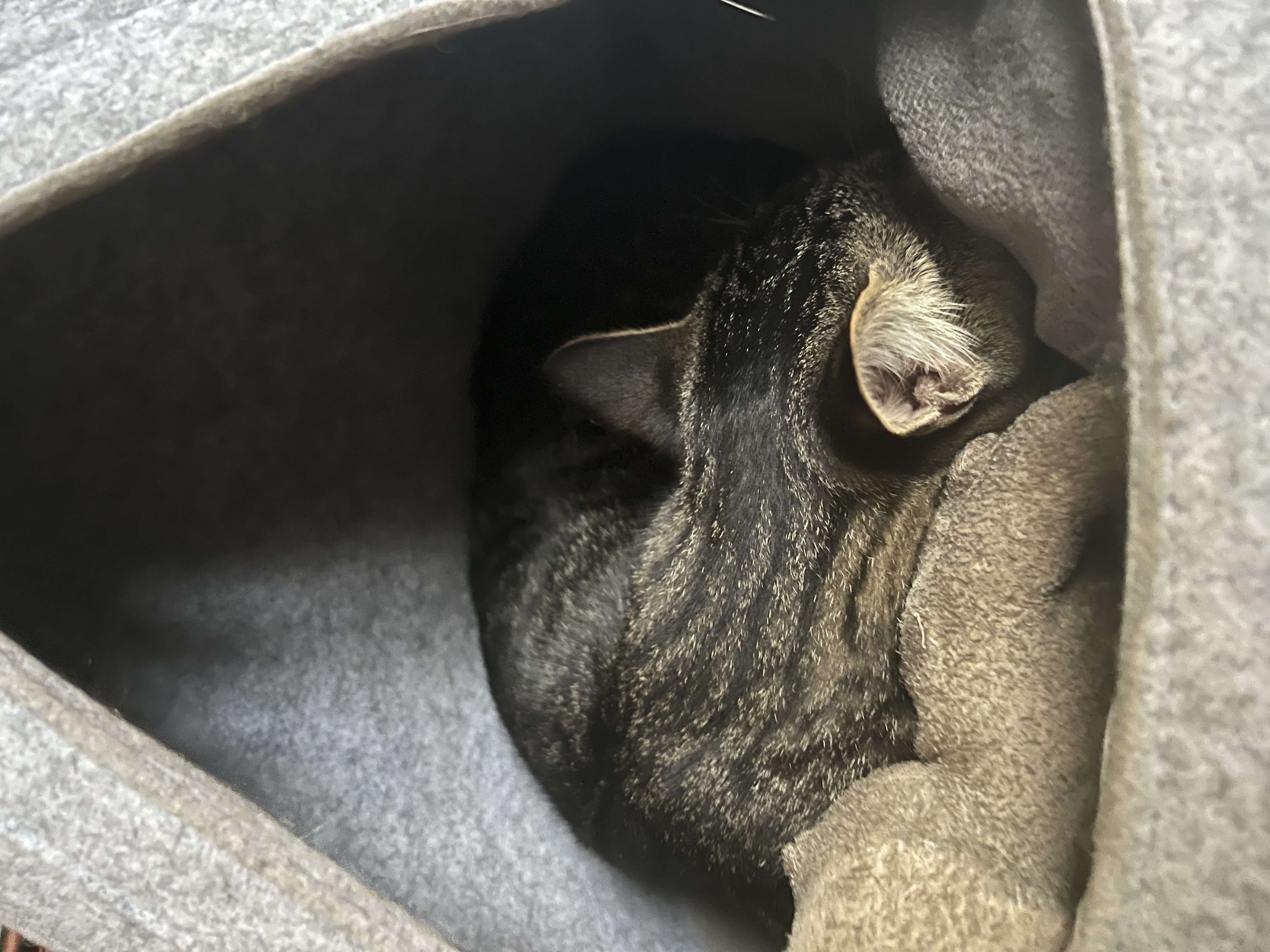 Franko v mačjem šotoru