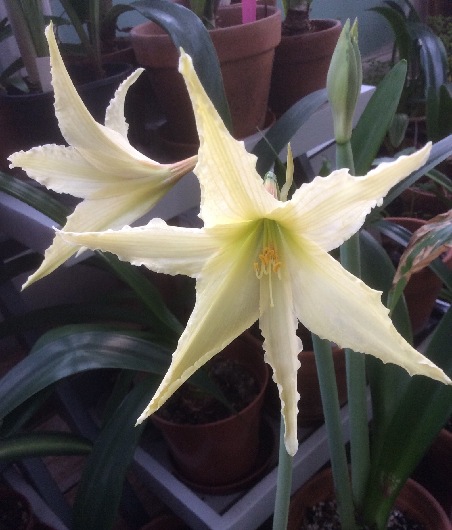 7. Hippeastrum evansiarum
