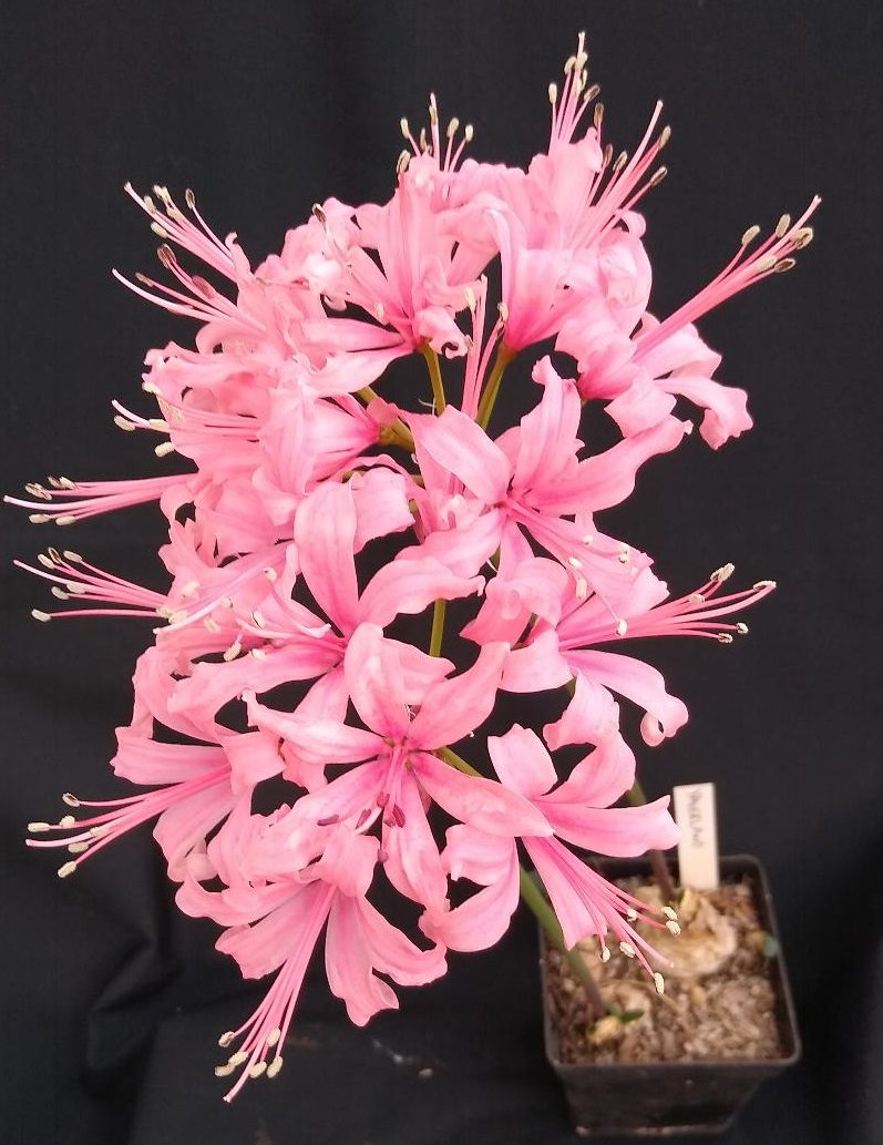 N7   N. sarniensis 'Yaverland'