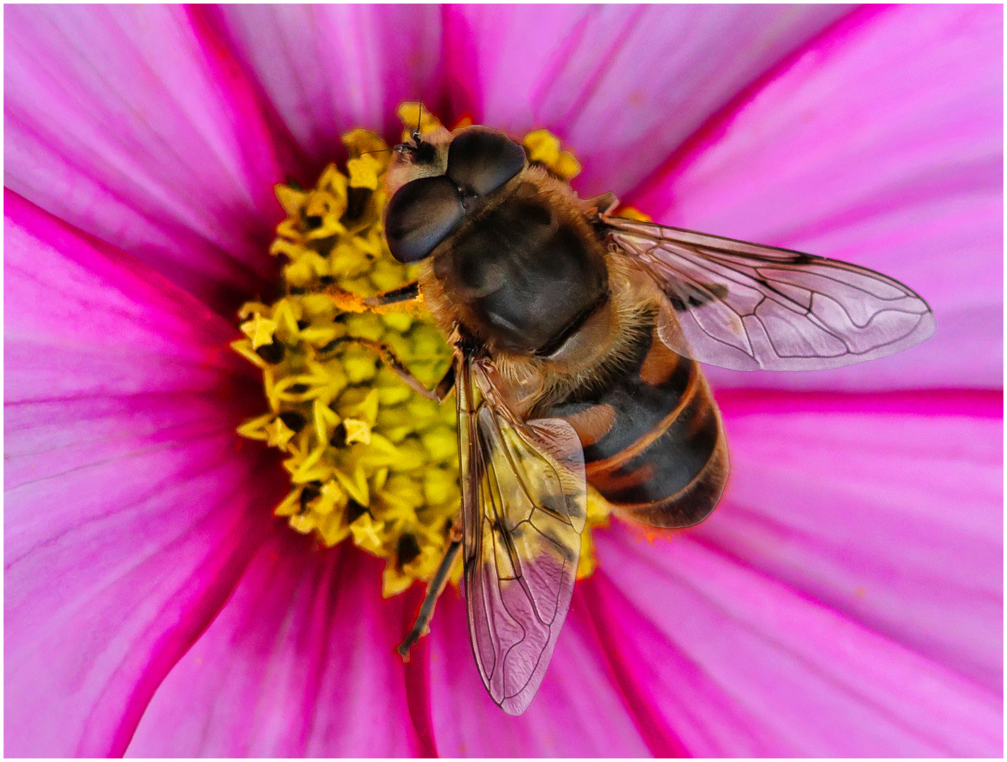 Commended: Pollinator (Ray Dulai)