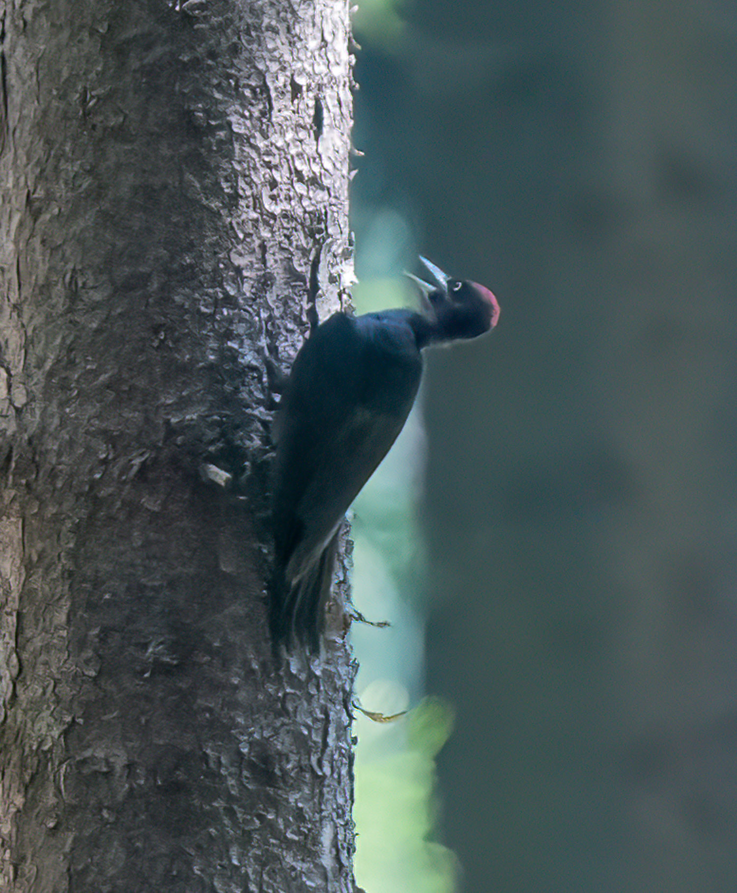 Black Woodpecker / Schwarzspecht
