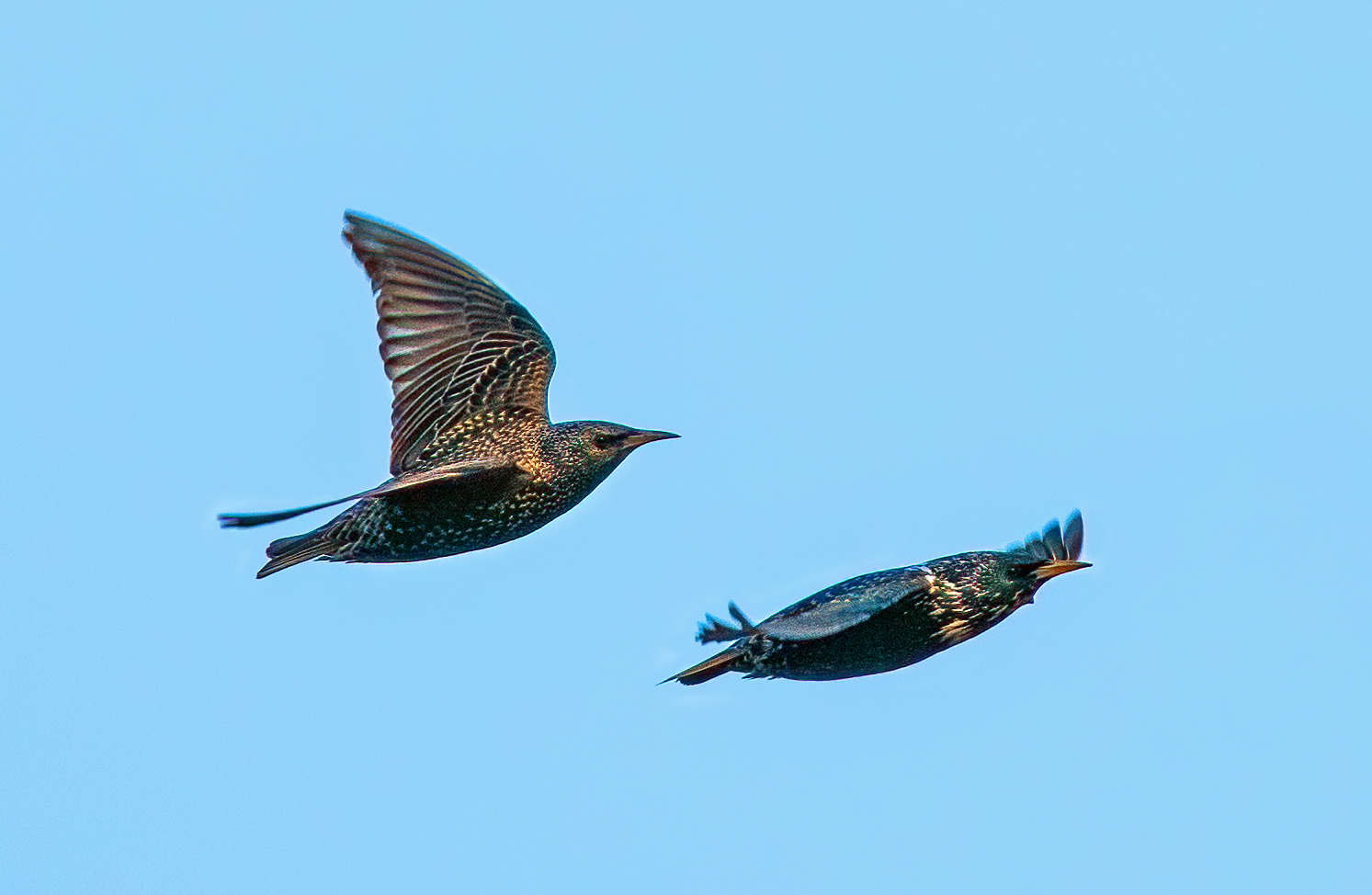 Starling / Star