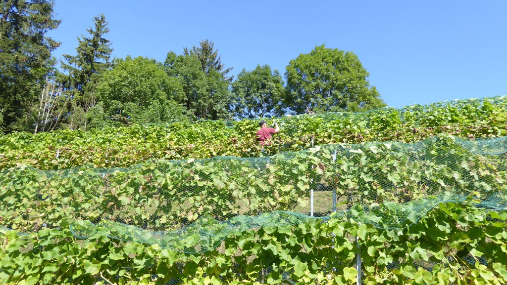 Herbert im grünen "Wein-Dschungel"