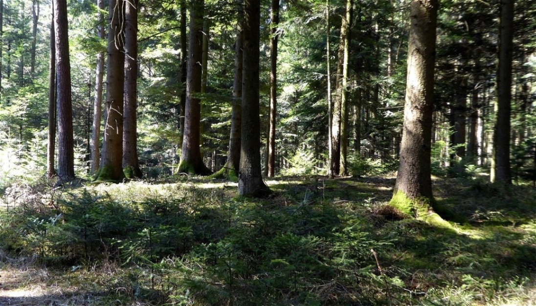 Die Tumuli teilen sich in drei Gruppen auf