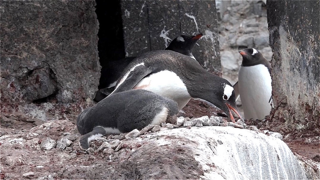 Die Jungen haben sich gut entwickelt !