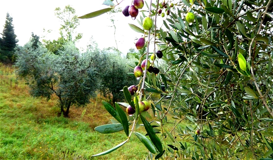 Die Olivenernte steht bevor