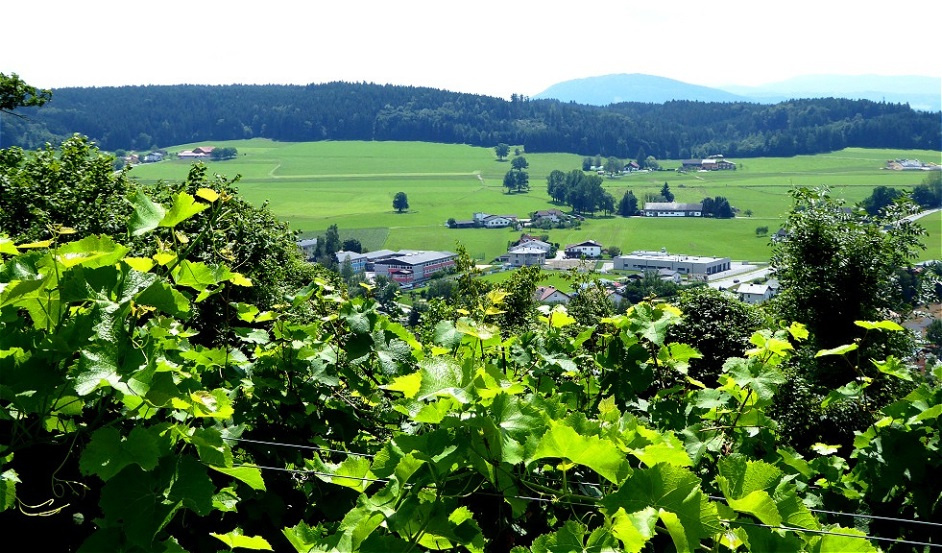 24. Juli - Pflege des Weingartens
Blick über die Weinreben auf Friedburg, den Krenwald und den Irrsberg