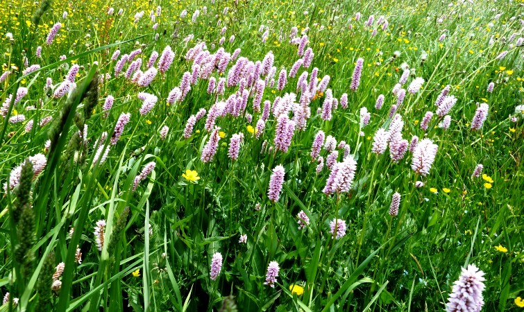 "Zahnbürstln" Schlangen-Knöterich