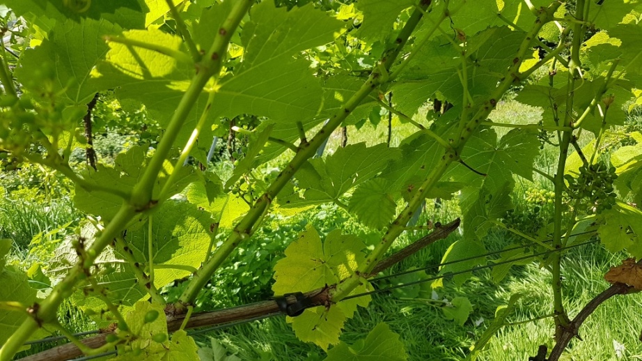 Hagelschaden an den Trieben