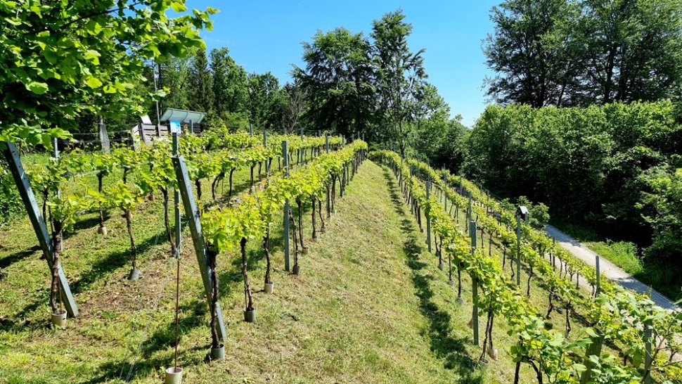 13. Mai 2024 - Grasmahd.