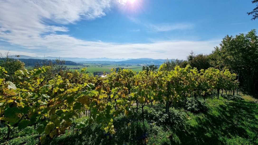 Blick über den Weringarten nach Süden.