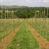 Bambusovi štapići podržavaju mlade sadnice u voćnjaku s jabukama.