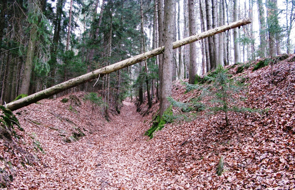 Vom Waldrand führt ein Hohlweg aufwärts